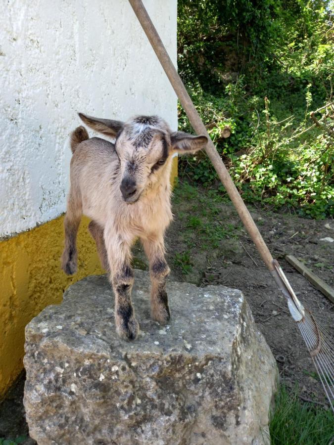 Casinha De Ferias No Campo - Quintinha Dos Cavalos - Arruda Dos Vinhos Sabugos 외부 사진